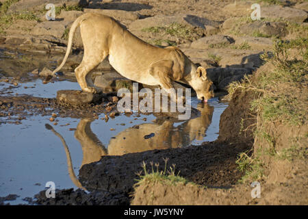 Leonessa a bere alla piscina di acqua nella zona rocciosa, il Masai Mara Game Reserve, Kenya Foto Stock
