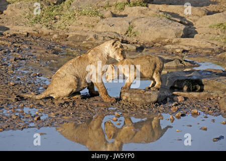 Giovani leoni bere alla piscina di acqua nella zona rocciosa, il Masai Mara Game Reserve, Kenya Foto Stock