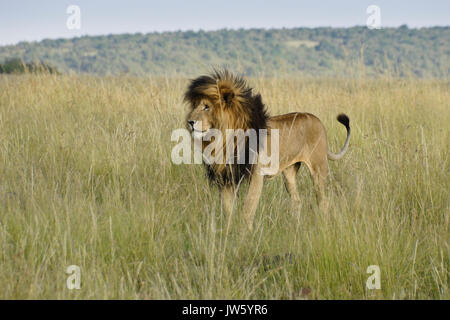Nero-maned lion (chiamato cicatrice o Scarface) in piedi in erba lunga, il Masai Mara Game Reserve, Kenya Foto Stock
