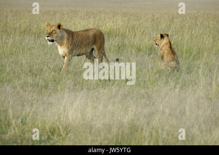 Due leonesse in erba lunga, il Masai Mara Game Reserve, Kenya Foto Stock