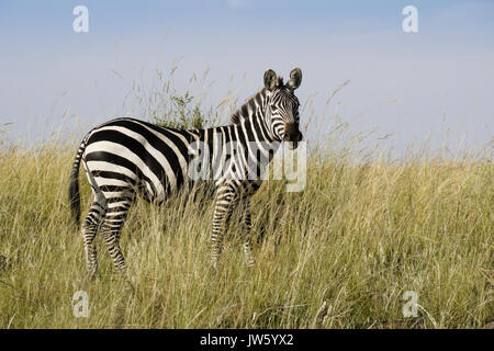 La Burchell (comune o pianure) zebra in piedi in erba lunga, il Masai Mara Game Reserve, Kenya Foto Stock