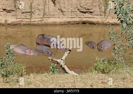 Ippopotami il raffreddamento nel fiume di Mara, Masai Mara Game Reserve, Kenya Foto Stock
