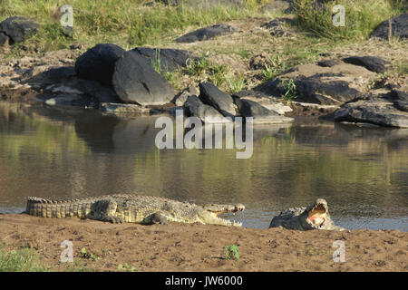 Coccodrilli del Nilo ensoleillement sulla banca del fiume di Mara, Masai Mara Game Reserve, Kenya Foto Stock