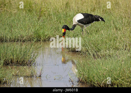 Femmina cicogna saddlebill Pesca nel laghetto, Masai Mara Game Reserve, Kenya (femmina ha gli occhi gialli, maschio ha gli occhi neri) Foto Stock