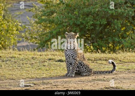 I capretti leopard maschile seduto a terra, il Masai Mara Game Reserve, Kenya Foto Stock