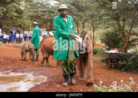 Custode di dare il latte al bambino orfano di elefante, Sheldrick Wildlife Trust, Nairobi, Kenia Foto Stock