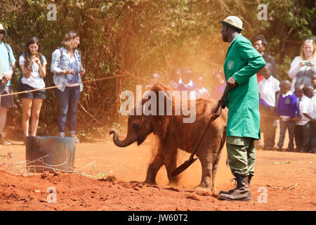 Custode buttando sporco su di orfani baby elephant per mantenerlo fresco, Sheldrick Wildlife Trust, Nairobi, Kenia Foto Stock