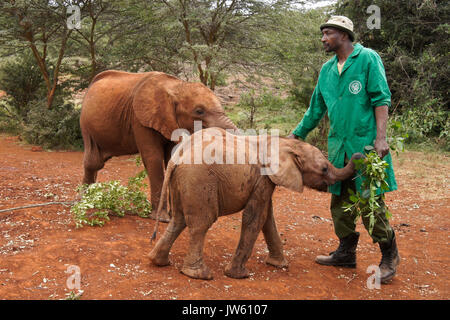 Custode di foglie di alimentazione per orfani baby elephant, Sheldrick Wildlife Trust, Nairobi, Kenia Foto Stock
