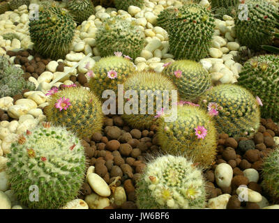 Un cactus è un membro della famiglia di piante Cactaceae. Foto Stock