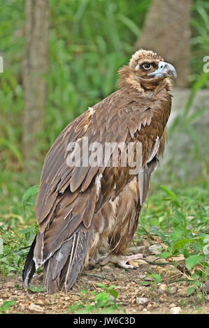 Il Cinereous Vulture è creduto per essere il più grande rapace nel mondo. L'Himalayan Grifone è leggermente più generale ma è credere Foto Stock
