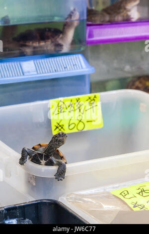 Un pet turtle esce fuori della sua scatola in uno dei molti Tung Choi Street negozi per animali. L'area, meglio noto come Goldfish Market, è rivestito su entrambi i lati con Foto Stock
