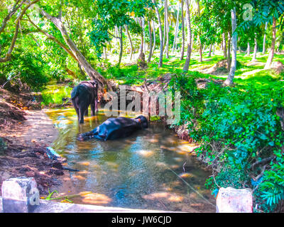 Branco di elefanti in ambiente naturale circostante in Sri Lanka vicino Pinnawella Foto Stock