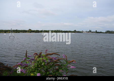 Cannock, Staffordshire, Regno Unito. 11 agosto 2017. blu/verde Alghe ha colpito i livelli problematici a chasewater country park con cartelli di avvertimento contro entrata in acqua credito: Daniel james armishaw/alamy live news Foto Stock