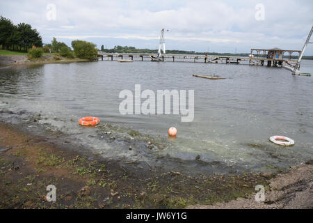 Cannock, Staffordshire, Regno Unito. 11 agosto 2017. blu/verde Alghe ha colpito i livelli problematici a chasewater country park con cartelli di avvertimento contro entrata in acqua credito: Daniel james armishaw/alamy live news Foto Stock