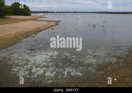 Cannock, Staffordshire, Regno Unito. 11 agosto 2017. blu/verde Alghe ha colpito i livelli problematici a chasewater country park con cartelli di avvertimento contro entrata in acqua credito: Daniel james armishaw/alamy live news Foto Stock