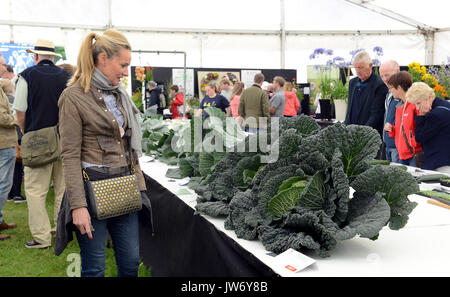 Shropshire, Regno Unito. 11 Agosto, 2017. Ai visitatori la visione presenta all'annuale Shrewsbury Flower Show in Shropshire. I due giorni della manifestazione è aperto oggi e Sabato. Credito: David Bagnall/Alamy Live News Foto Stock