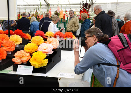 Shropshire, Regno Unito. 11 Agosto, 2017. Una signora ospite a fotografare il vincitore del premio Begonia presenta all'annuale Shrewsbury Flower Show in Shropshire. I due giorni della manifestazione è aperto oggi e Sabato. Credito: David Bagnall/Alamy Live News Foto Stock