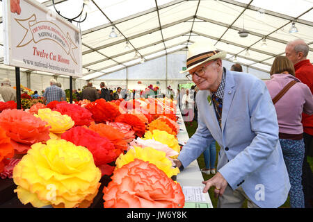 Shropshire, Regno Unito. 11 Agosto, 2017. Giudice floreali Kevin Gunnell ispezionando la vincita di Begonia presenta all'annuale Shrewsbury Flower Show in Shropshire. I due giorni della manifestazione è aperto oggi e Sabato. Credito: David Bagnall/Alamy Live News Foto Stock