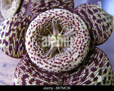 Orbea variegata ha un bellissimo a forma di stella fiore che puzza di marcio carne per attirare mosche. Foto Stock