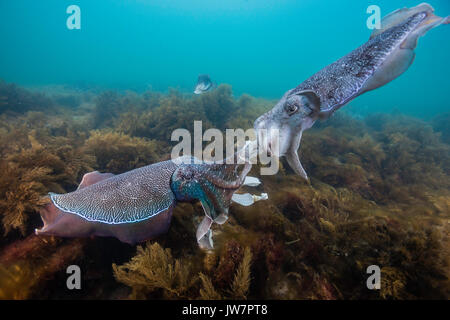 Due maschio Australian seppia gigante in lotta per una femmina durante l'accoppiamento annuale stagione migratoria, Whyalla, Sud Australia. Foto Stock