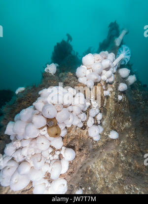 Acqua fredda di anemoni coprire il strytan geotermica struttura camino nel nord dell'Islanda eyjafjordur fjord. Foto Stock