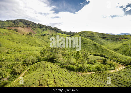 Bellissimo paesaggio delle piantagioni di tè in Cameron Highlands, Pahang Stato, Malaysia. Sud-est asiatico Foto Stock