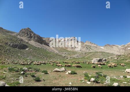 Pecora che pascola nel paesaggio di montagna Foto Stock