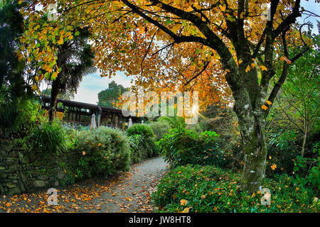 Giardino Trebah; Cornovaglia; Regno Unito Foto Stock