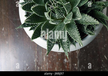 Cactus isolato/succulenta davanti a uno sfondo neutro Foto Stock