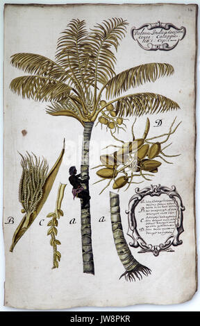 Albero di cocco Cocos nucifera membro della famiglia Arecaceae.famiglia palm.L'unica specie del genere Cocos Foto Stock