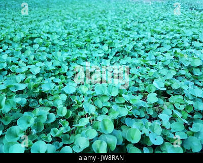 Bella e verde Dichondra repens diffusione di erba Foto Stock