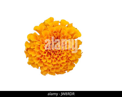 Splendido colore ARANCIONE CAPUCINE isolato sfondo bianco Foto Stock
