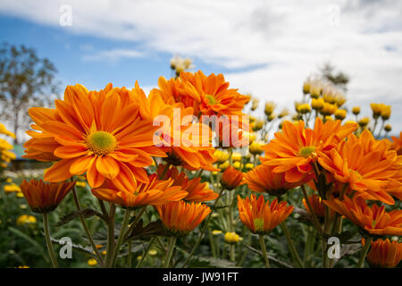 Crisantemo giardino di Wang Nam Khaoi, Nakhon Ratchasima Foto Stock