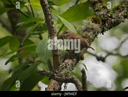 Scricciolo, Troglodytes troglodytes, appollaiato sul ramo, Loch Lomond, Scozia Foto Stock