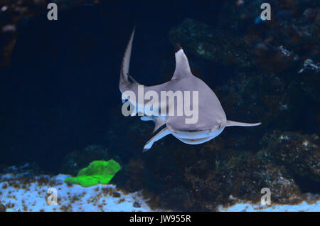 La nana shark vele vicino la pietra nel profondo dell'acqua. La foto in orizzontale, sfondo blu Foto Stock