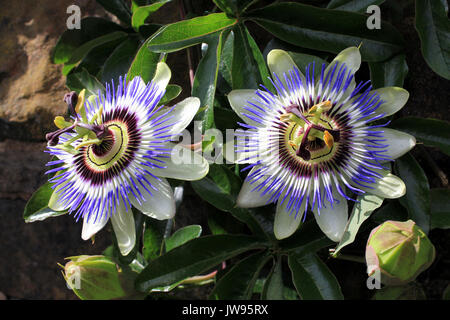 Passione fiori Passiflora caerulea arrampicata su una parete di pietra accanto a Leeds e Liverpool Canal Foto Stock