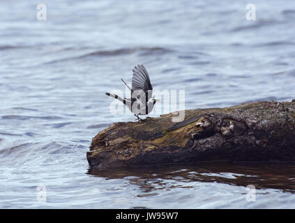 Pied wagtail, motacilla alba, con la preda sulle rive di Loch Lomond Foto Stock