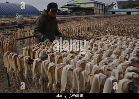 Calamari a secco su cremagliere in Corea del Sud Est della costa vicino Gampo, Corea del Sud, 22 marzo 2013. Il consumo di pesce, alghe e altri prodotti sono parte della Corea della cultura culinaria. La raccolta, il servizio e la vendita di questi prodotti del mare guidare l'economia in molti piccoli coreano la pesca costiera villaggi, dove busloads di turisti domestici viaggio per mangiare al fresco del mare. Nota per i suoi benefici in termini di salute acquisita dal naturale vegetale di mare ricca di sali minerali e vitamine, alghe unità di produzione della Corea del Sud aqua settore cultura. | Utilizzo di tutto il mondo Foto Stock