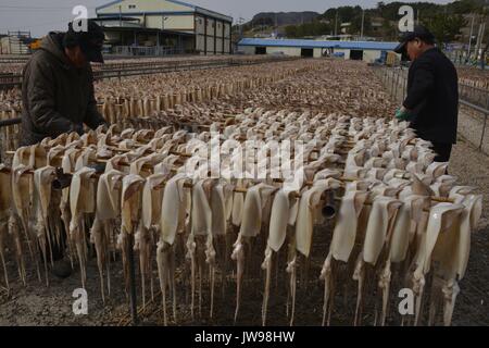 Calamari a secco su cremagliere in Corea del Sud Est della costa vicino Gampo, Corea del Sud, 22 marzo 2013. Il consumo di pesce, alghe e altri prodotti sono parte della Corea della cultura culinaria. La raccolta, il servizio e la vendita di questi prodotti del mare guidare l'economia in molti piccoli coreano la pesca costiera villaggi, dove busloads di turisti domestici viaggio per mangiare al fresco del mare. Nota per i suoi benefici in termini di salute acquisita dal naturale vegetale di mare ricca di sali minerali e vitamine, alghe unità di produzione della Corea del Sud aqua settore cultura. | Utilizzo di tutto il mondo Foto Stock