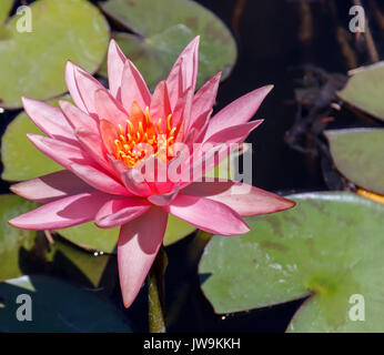 Grande testa di una rosa di lotus con foglie Foto Stock