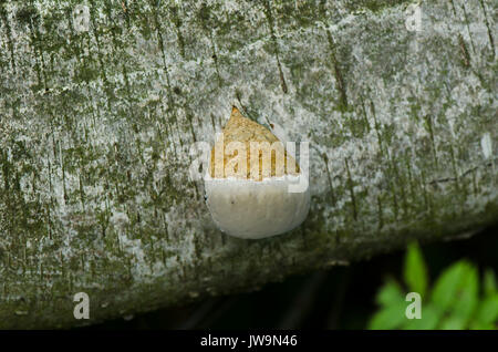Giovani Fomitopsis pinicola, nastro rosso conk, fungo, del decadimento funghi sulla corteccia di albero. Paesi Bassi. Foto Stock