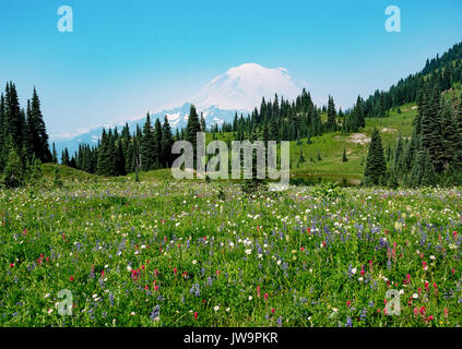 Mount Rainier fiori selvaggi sul lago tispsoo/picco naches loop trail Foto Stock