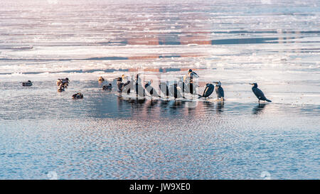 Uccelli e anatre sul fiume Han ricoperto di ghiaccio in inverno, Seul in Corea del Sud. Foto Stock