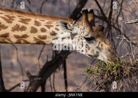 Masai Giraffe (Giraffa tippelskirchi) relativo alla ricerca in basso nel Ruaha National Park, Tanzania Foto Stock