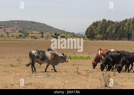 Iringa rosso bovini zebù (Bos indicus) essendo herded per trattamento veterinario negli altipiani della Tanzania nei pressi di Iringa Foto Stock