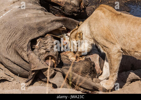 Leonessa (Panthera leo) alimentazione su un elefante africano (Loxodonta africana) carcassa in Ruaha National Park, Tanzania Foto Stock