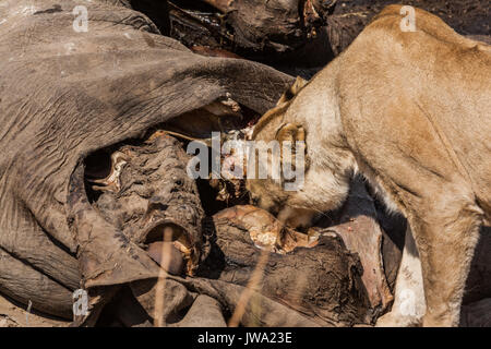 Leonessa (Panthera leo) alimentazione su un elefante africano (Loxodonta africana) carcassa in Ruaha National Park, Tanzania Foto Stock