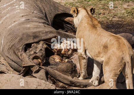 Leonessa (Panthera leo) alimentazione su un elefante africano (Loxodonta africana) carcassa in Ruaha National Park, Tanzania Foto Stock