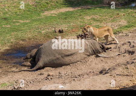 Leonessa (Panthera leo) alimentazione su un elefante africano (Loxodonta africana) carcassa in Ruaha National Park, Tanzania Foto Stock