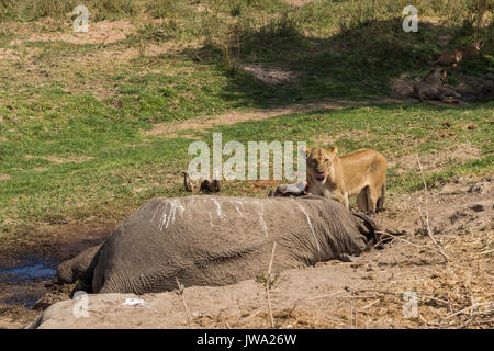 Leonessa (Panthera leo) alimentazione su un elefante africano (Loxodonta africana) carcassa in Ruaha National Park, Tanzania Foto Stock